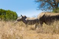 White rhinoceros with puppy, South Africa Royalty Free Stock Photo